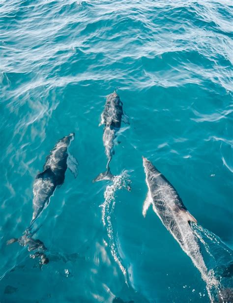 Kaikoura Swim With Dolphins Best Deals Photos Tips Finding Alexx