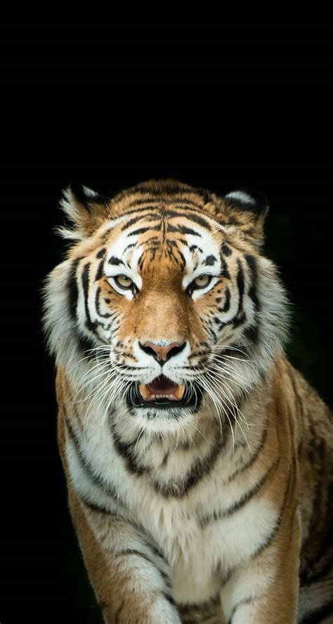 Tiger Hd Iphone Wallpapers Wallpaper Cave Riset