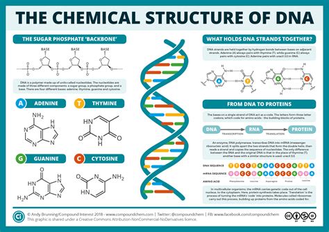 The Chemical Structure Of Dna Compound Interest