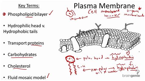 Describe The Composition Of The Plasma Membrane