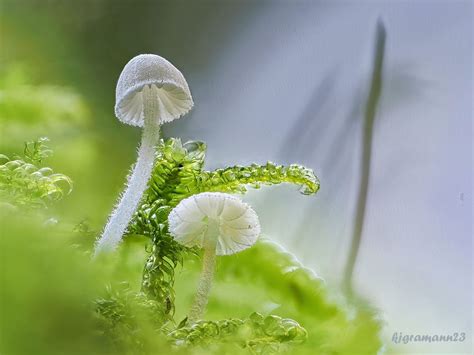 Winzlinge Foto And Bild Pflanzen Pilze And Flechten Pilze