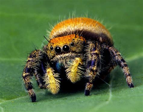 Jumping Spider Phiddipus apacheanus Photograph by Robert Jensen