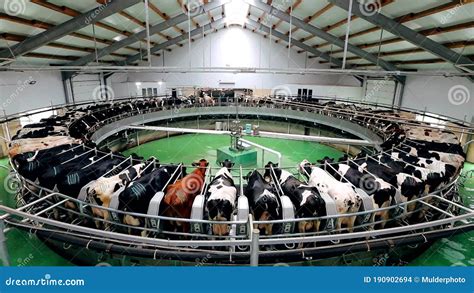 Milking Cows By Automatic Industrial Milking Rotary System In Modern