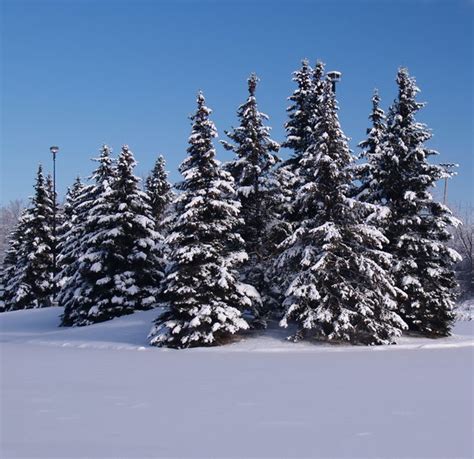 Snow Covered Trees 2 Free Stock Photos Rgbstock Free Stock Images