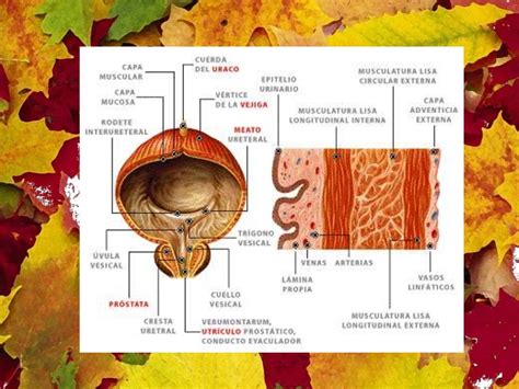 HistologÍa De UrÉteres Vejiga Y Uretra