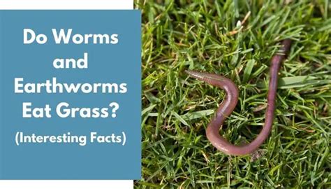 Do Worms And Earthworms Eat Grass And How To Stop Them Animalfate