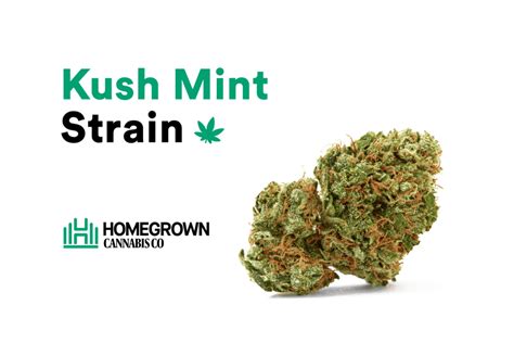 Kush Mints Strain Information And Review Homegrown Cannabis Co
