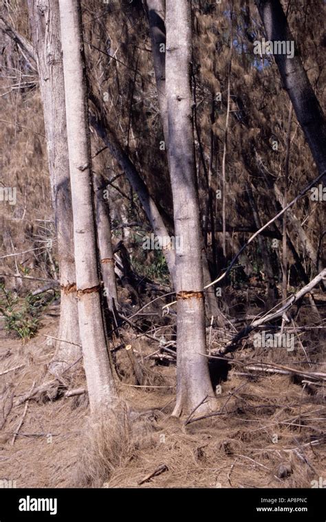 Ft Lauderdale Florida Australian Pine Casuarina Equisetifolia