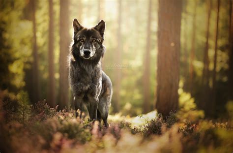 Black Wolf Nature Forest Dog Animals Hd Wallpaper Wallpaper Flare