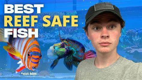 The Top Best Reef Safe Fish My Favorite Saltwater Fish Youtube