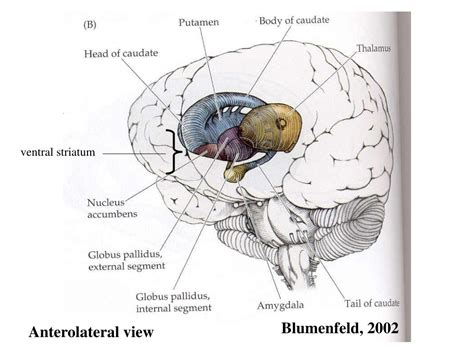 Ppt Subcortical Neuroanatomy Powerpoint Presentation Free Download