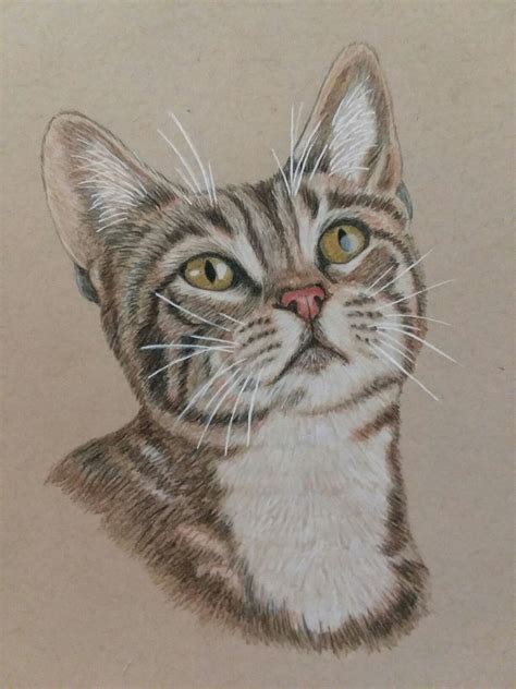 My First Realistic Cat Drawing With Colored Pencils Gatos