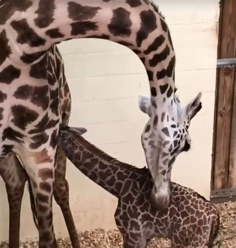 Disneys Animal Kingdom Welcomes A New Baby Girl Masai Giraffe As New
