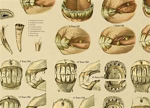 Equine Dental Anatomy Age Of Horse By Teeth Chart