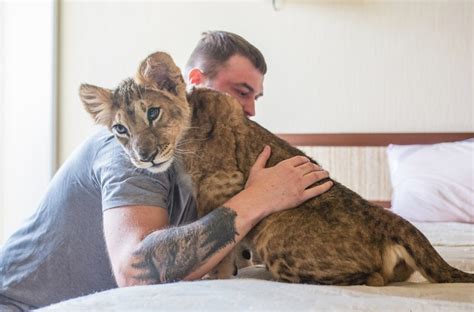 Keeping And Caring For Lion As A Pet Animals Home