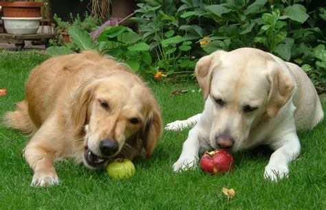 No, dogs cannot eat raisin bread. Can Dogs Eat Bananas and Apples? - Famlii