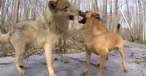 Dog Meets Wolf In The Forest Their Interaction Leaves The Internet