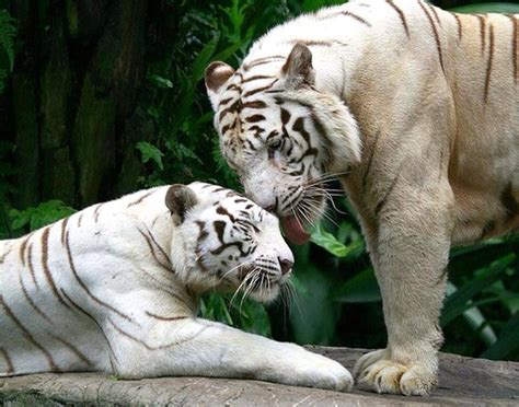 White Tiger Couple White Tigers Rare Albino Animals Animals