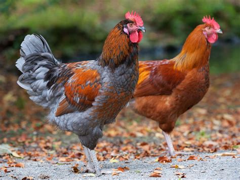 What Sounds Do Chickens Make With Videos And Examples Chicken