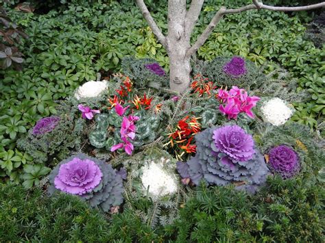 Impressive Ornamental Cabbage Decorations To Beautify Your Outdoors