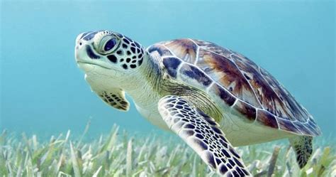Green Sea Turtle From Rivers Lakes And Seas Pinterest