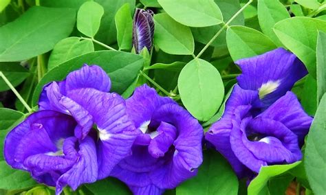 Buy Plant House Live Aparajita Blue Double Flowering Plant Clitoria
