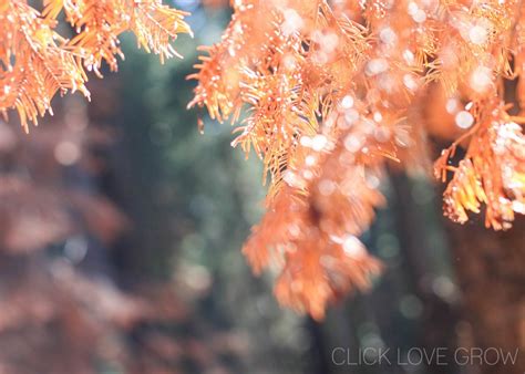 How to use bokeh in a sentence. How to Capture Light Bokeh - Click Love Grow