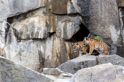 Sumatran Tiger Cubs At Tierpark Berlin Mw238 Flickr