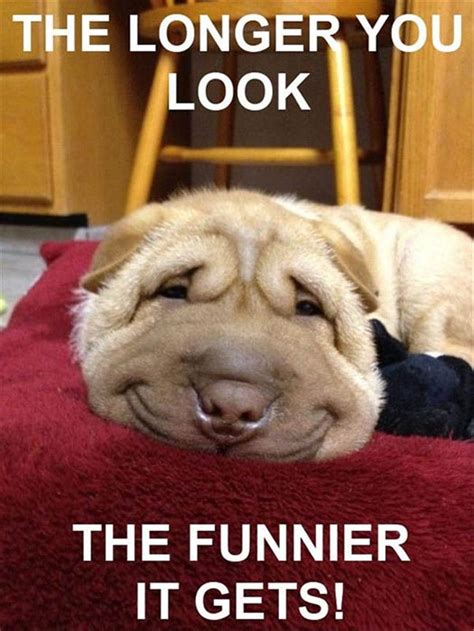 40 So Funny Dog Pictures To Make You Laugh Dieren Memes Lachende