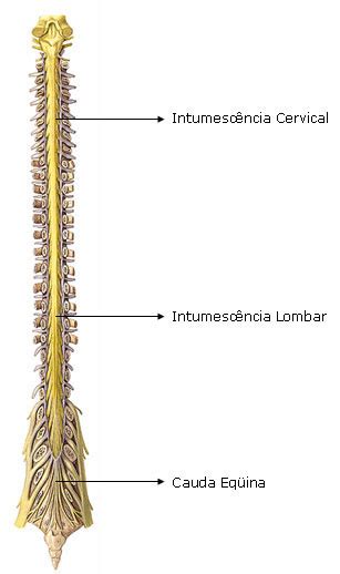 Médula Espinal Sistemas Aula De Anatomia