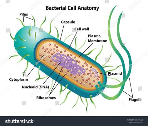Bacteria Structure Over 16816 Royalty Free Licensable Stock Vectors