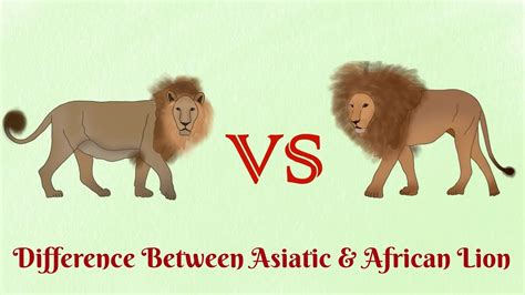 Asiatic Lion Vs African Lion Who Is More Aggressive Youtube