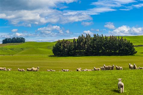 Discover The Grass Fed Difference New Zealand Spring Lamb