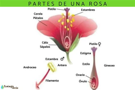 Las Partes De Una Rosa Y Sus Funciones Con Im Genes Hot Sex Picture