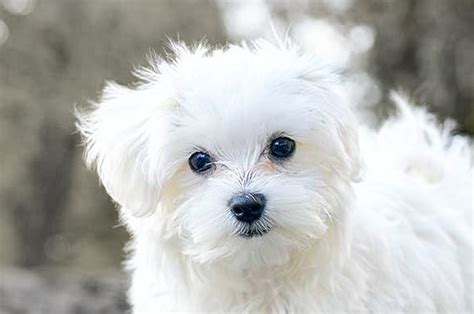 How To Take Care Of A 8 Week Old Maltese Puppy Puppy And Pets