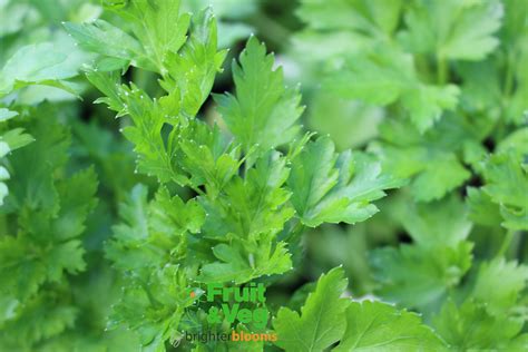 Parsley French Plain Leaved Flat Leaved Herb Grow Veg And Fruit By