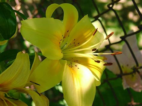 True lilies are members of the lilium family. A yellow lily.