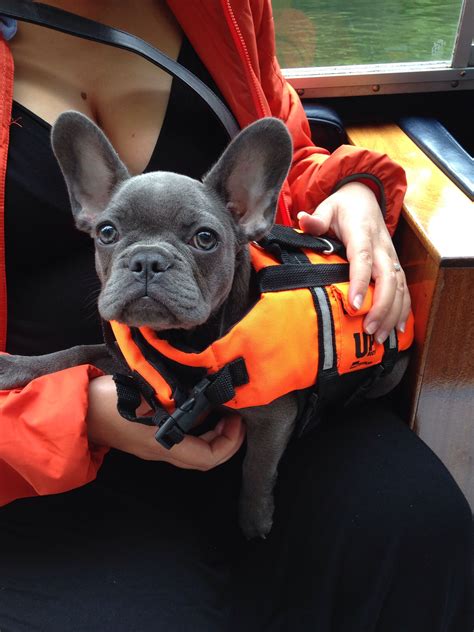 French bulldogs don't have a snout to protect their airway from the waves. Blue french bulldog in life jacket | French bulldog blue ...