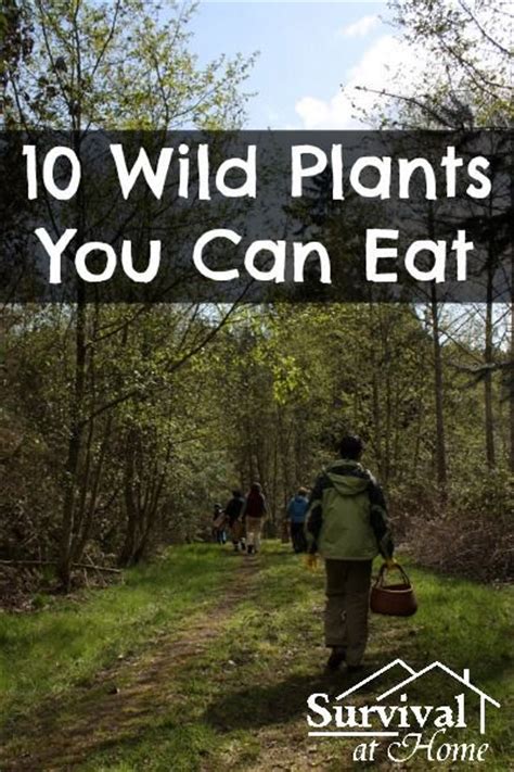 243 Best Wildcrafting Images On Pinterest Herbs Natural