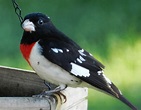 16 Common Songbirds of Pennsylvania - Owlcation