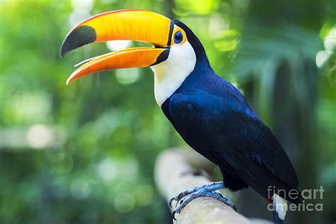 Exotic Toucan Bird In Natural Setting Photograph By Rm Nunes Pixels