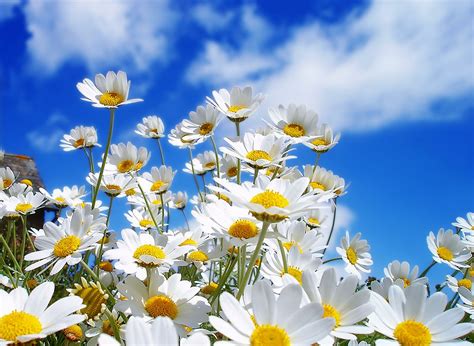 Ekspresikan dirimu dengan ribuan pilihan wallpaper bunga. Gambar Bunga Indah dan Cantik | Kumpulan Gambar