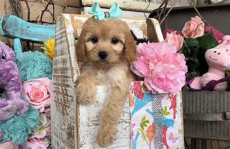 A cross between the cavalier king charles spaniel and the poodle, the cavapoo also referred to as the cavadoodle is a designer breed originating in australia in the mid 90's. Cavapoo Puppies For Sale, Cavapoo Breeders, Cavapoos ...