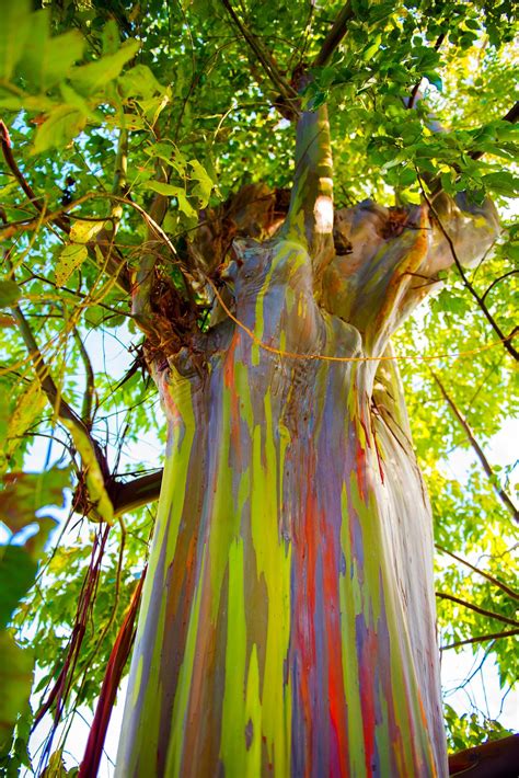 Rainbow Eucalyptus Trees For Sale