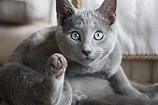 Russian Blue | Cats | Breed Information | Omlet
