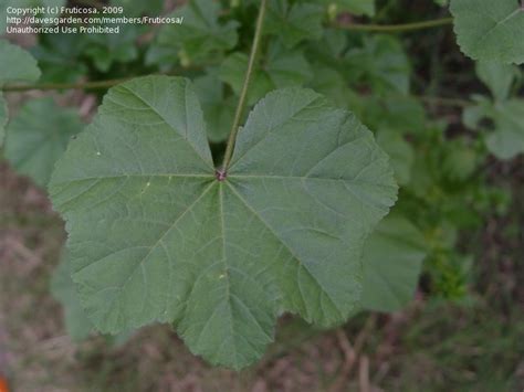 Plant Identification Closed Very Common S California Weed With