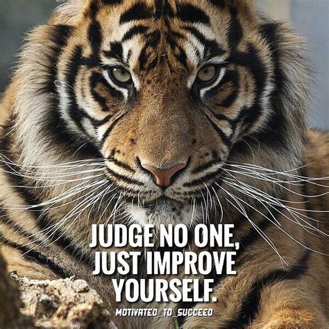 Focus On You Credit Motivatedtosucceed Tiger Quotes Warrior