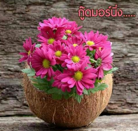 Pin by Ramchai Chuenbumrung on สวสดวนองคาร Beautiful rose flowers Good morning flowers