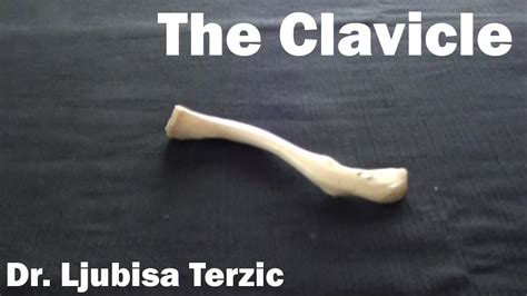 The Clavicle Collar Bone Anatomy Youtube