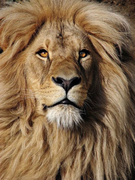 This Magnificent Lion Lion Photography Lions Photos Lion Pictures